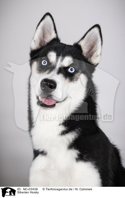 Siberian Husky / Siberian Husky / NC-03438