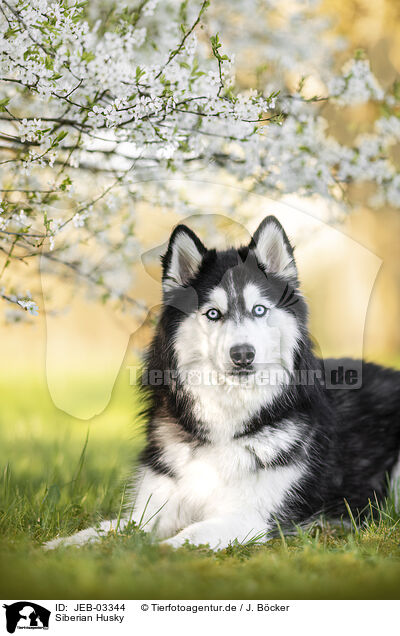 Siberian Husky / Siberian Husky / JEB-03344
