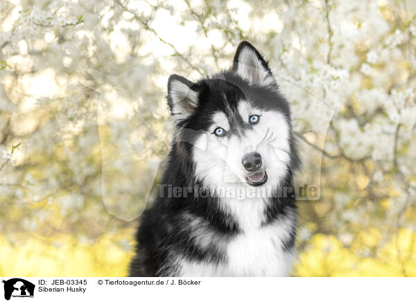 Siberian Husky / Siberian Husky / JEB-03345