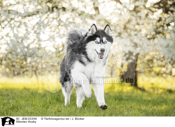 Siberian Husky / Siberian Husky / JEB-03349