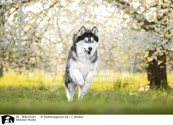 Siberian Husky / Siberian Husky / JEB-03351