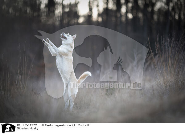 Siberian Husky / Siberian Husky / LP-01372