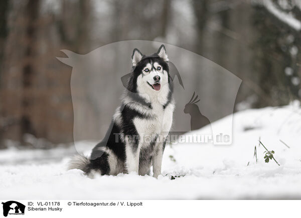 Siberian Husky / Siberian Husky / VL-01178