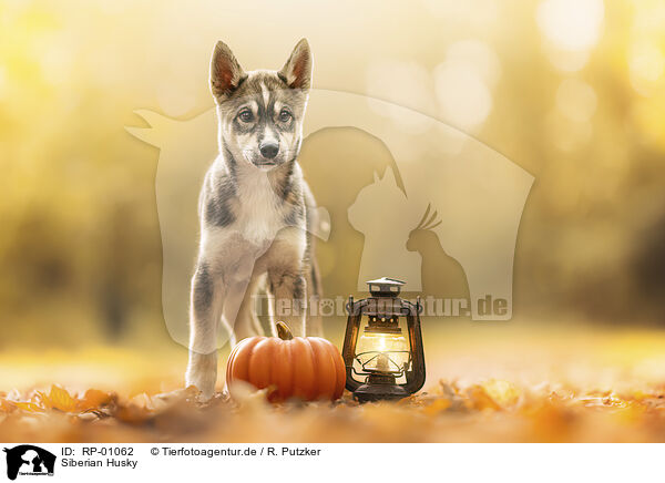 Siberian Husky / RP-01062