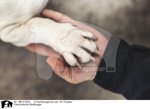 Franz�sische Bulldogge / RP-01204