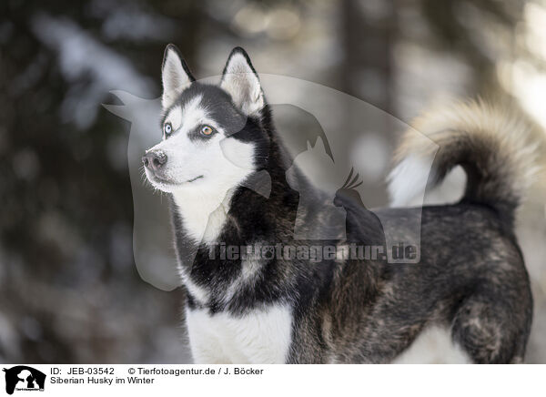 Siberian Husky im Winter / JEB-03542