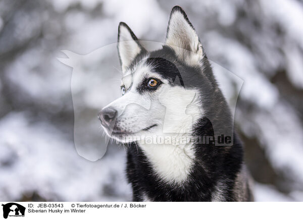 Siberian Husky im Winter / JEB-03543