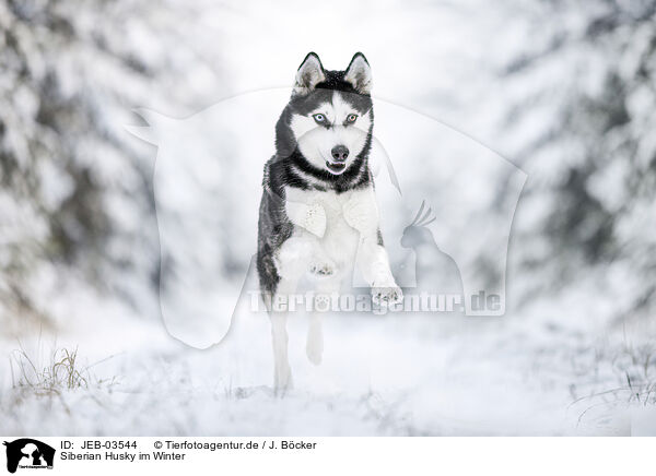 Siberian Husky im Winter / Siberian Husky in winter / JEB-03544
