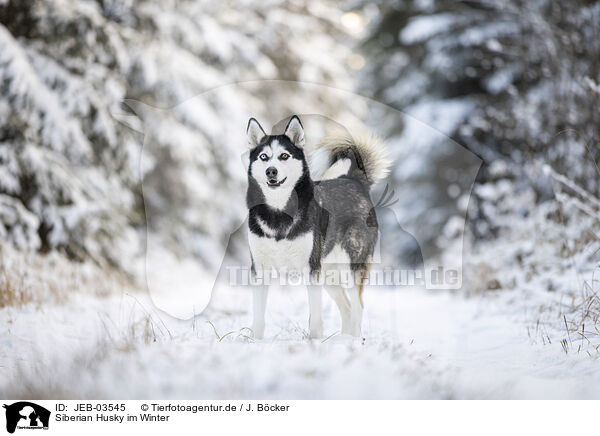 Siberian Husky im Winter / JEB-03545