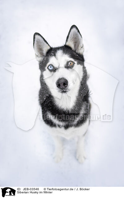 Siberian Husky im Winter / Siberian Husky in winter / JEB-03546