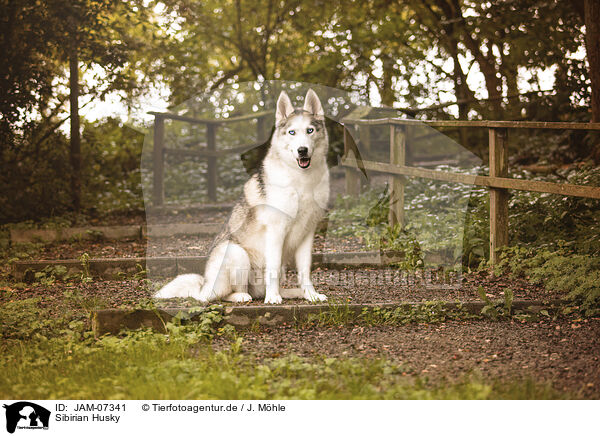 Sibirian Husky / Sibirian Husky / JAM-07341
