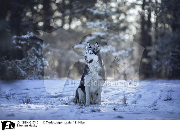 Siberian Husky / SEK-01715