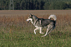 rennender Husky