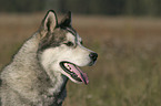 Sibirien Husky Portrait