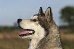 Sibirien Husky Portrait