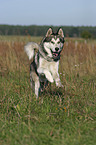 rennender Husky