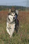 rennender Husky