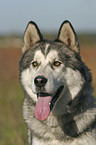 Sibirien Husky Portrait