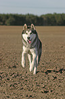 rennender Husky