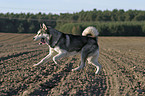 rennender Husky