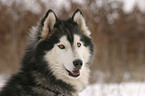 Sibirien Husky Portrait