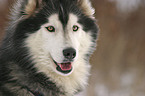 Sibirien Husky Portrait