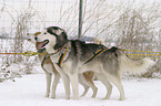 Sibirien Husky Gespann