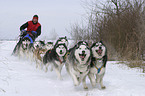 Musher beim Training