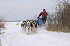 Musher beim Training