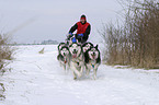 Musher beim Training