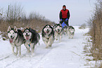 Musher beim Training