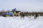 Sibirien Huskies am Stake Out