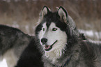 Sibirien Husky Portrait