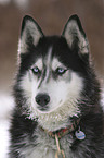 Sibirien Husky Portrait