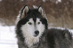 Sibirien Husky Portrait