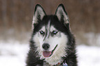 Sibirien Husky Portrait