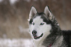 Sibirien Husky Portrait