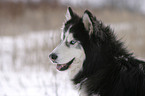 Sibirien Husky Portrait