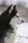 Sibirien Husky Portrait