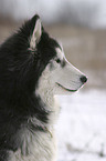 Sibirien Husky Portrait