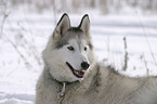 Sibirien Husky Portrait