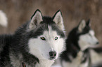 Sibirien Husky Portrait