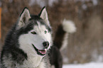 Sibirien Husky Portrait