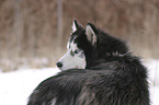 Sibirien Husky Portrait