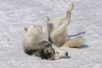 Husky wlzt sich im Schnee