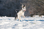 rennender Husky Welpe