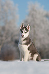 Siberian Husky Welpe im Schnee