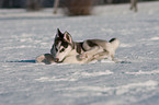 Siberian Husky Welpe im Schnee