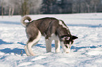 Siberian Husky Welpe im Schnee