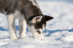 Siberian Husky Welpe im Schnee